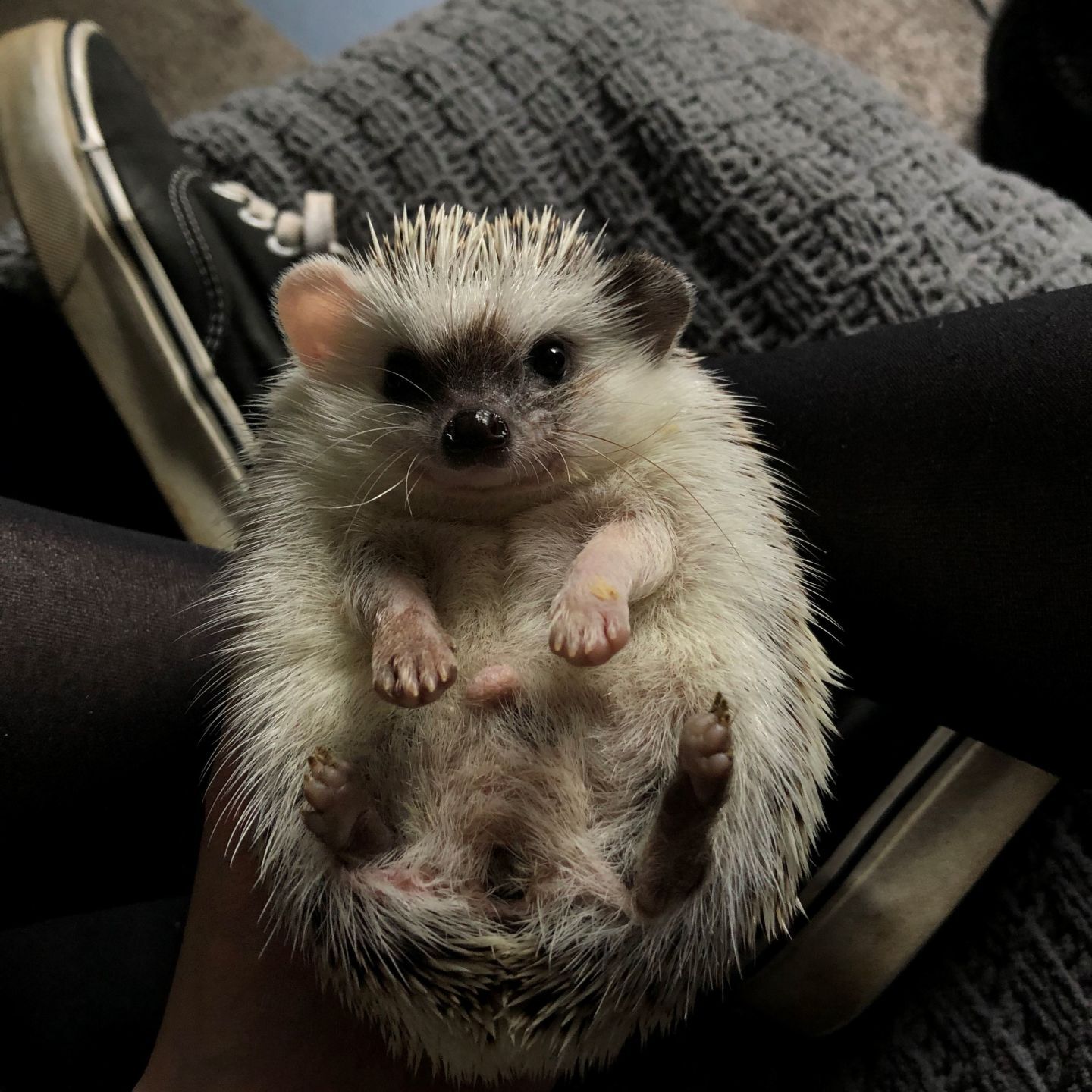 🏆 Second place critter: Gimli